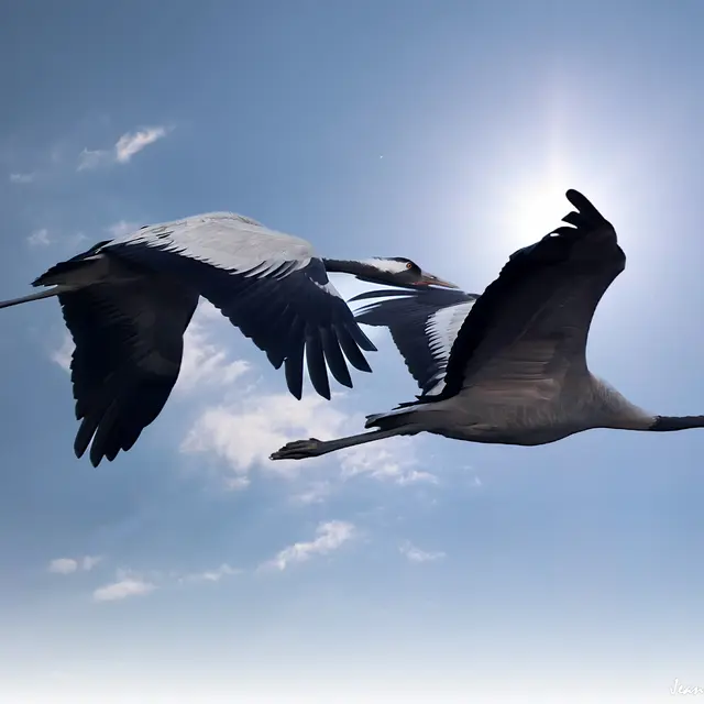 Le lever des grues cendrées_Arles