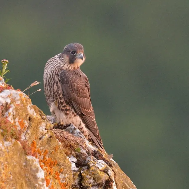 Atelier enfants Les petits animaux des châteaux