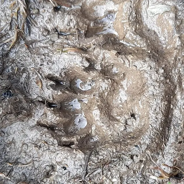 Traces et indices d'animaux – randonnée_Thollon-les-Mémises