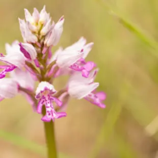 Balade naturaliste : les orchidées_Allex