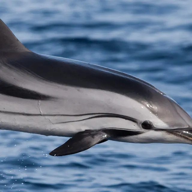 Croisière : Dauphins, après-midi