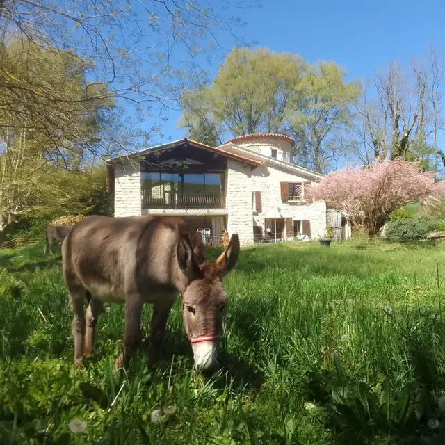 Les Favouilles - Chambres d'hôtes_Dauphin