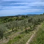 EARL Domaine de l'Olivans_Callas