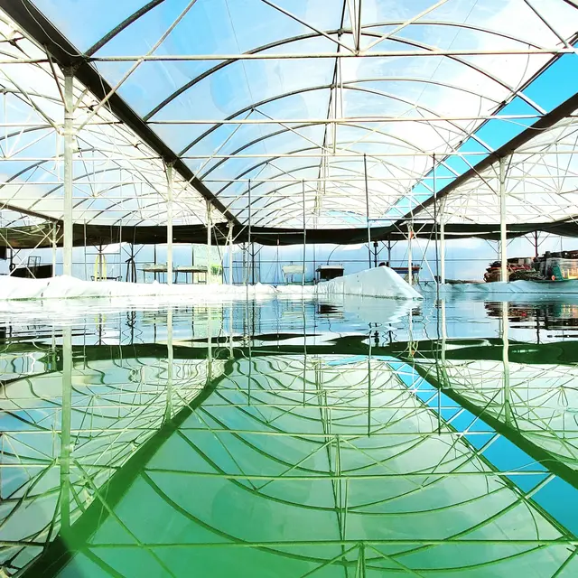 les bassins sous serres