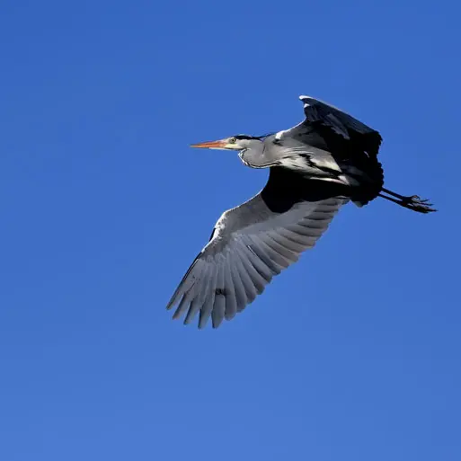 Sortie d'observation d'oiseaux_Aix-en-Provence