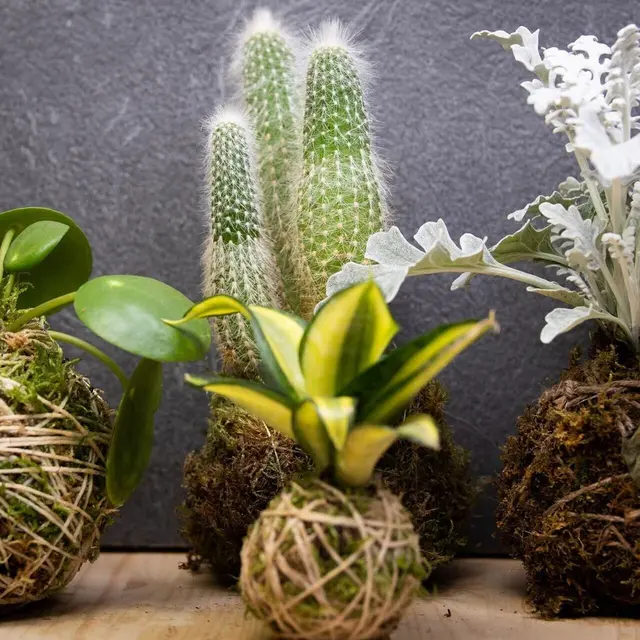 Atelier : création de Kokedama