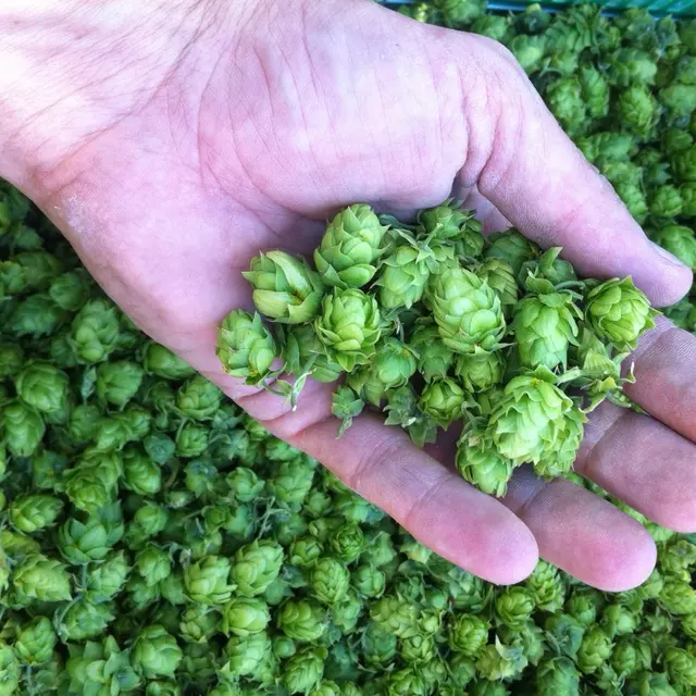 houblon de la brasserie