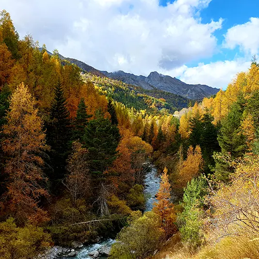 Panorama d'une forêt de mélèzes aux couleurs automnales (orange, jaune) et de conifères verts autour du Verdon sinueux. Montagnes en arrière-plan