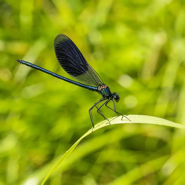 Découverte et identification des odonates