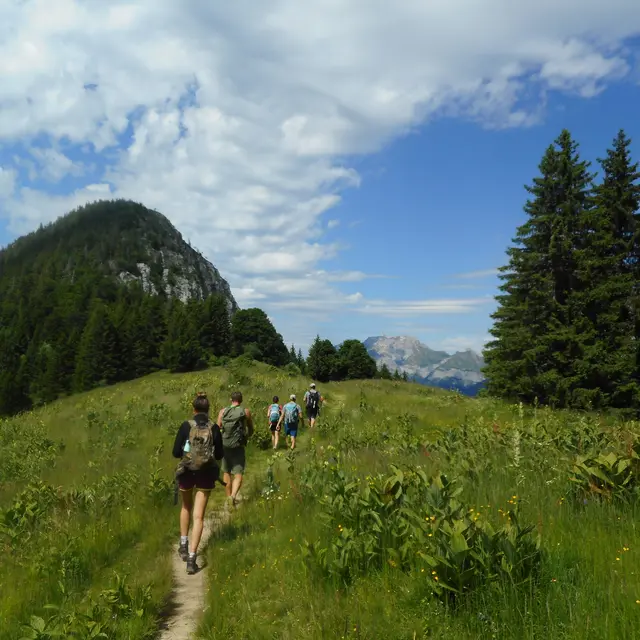 satge plantes sauvages