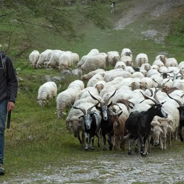 Fête de la transhumance -  Casterino_Tende