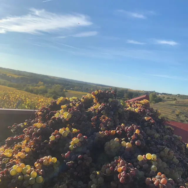 Domaine Blouin - Vendanges