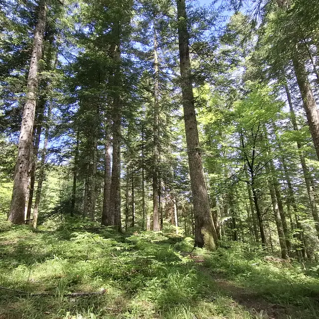 Vis ma vie de forestier_Saint-François-de-Sales