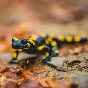 Le petit dragon de la fôret (4-7 ans)_Ceyzérieu