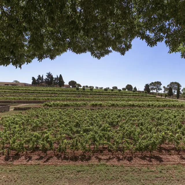 Château de Selle - Domaines Ott*