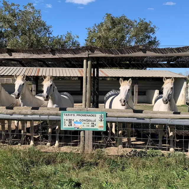 Lou Souleù_Saintes-Maries-de-la-Mer
