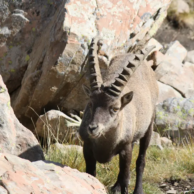 Randonnée faune sauvage Rando Terres d'Azur