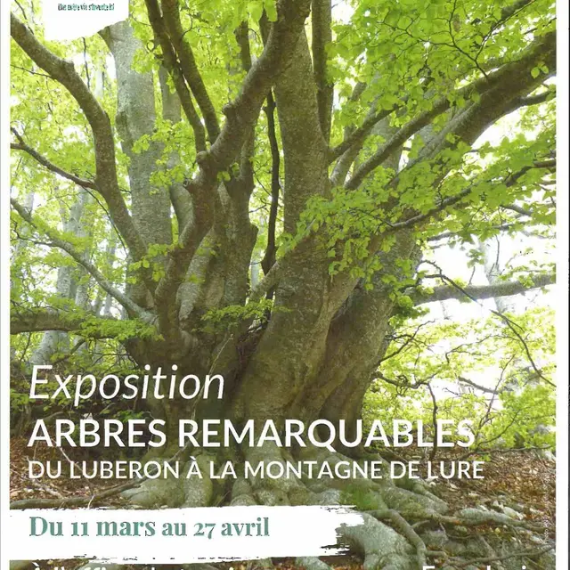 Exposition Arbres remarquables du Luberon à la montagne de Lure_Forcalquier