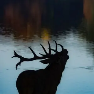 Brame - Visite guidée Au coeur des amours du cerf_Ceyzérieu