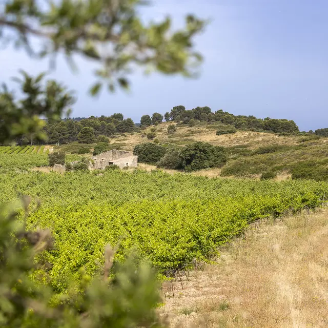 Parcours pédestre en autonomie_Lançon-Provence
