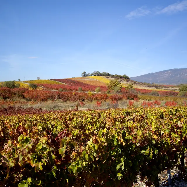 Vignes d'automne