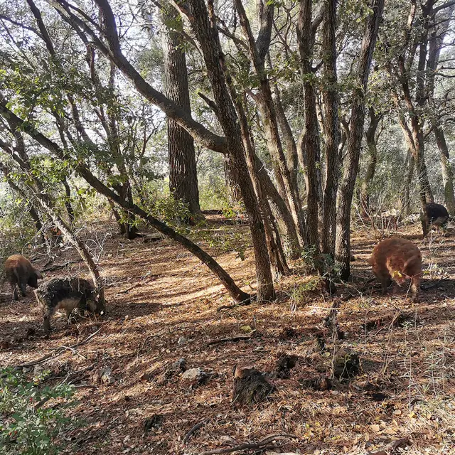 Le Porc Serein_Carnoules