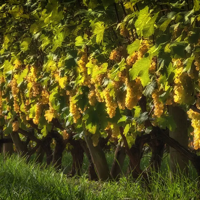 Stéphane BOINARD_Saint-Paul-d'Espis