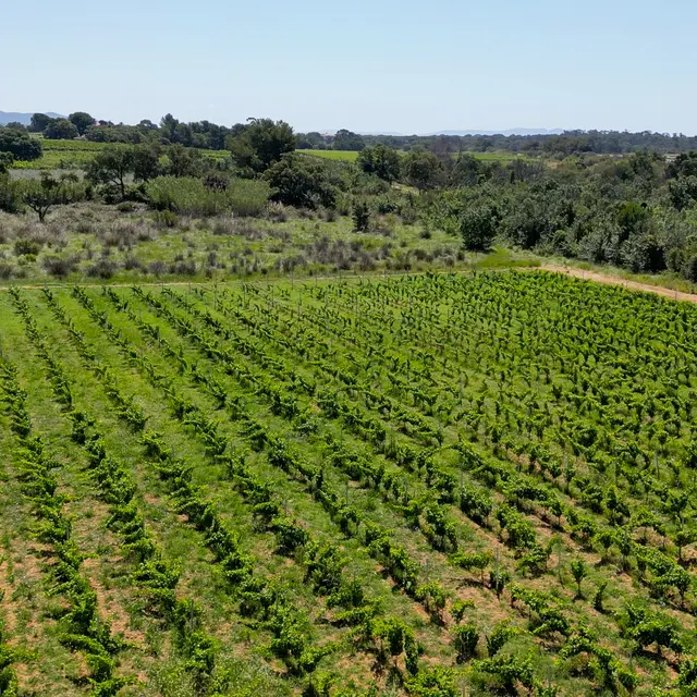 Vignes
