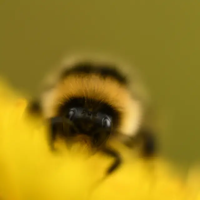 Lancement de l’Atlas de la Biodiversité Communale de Péone_Péone