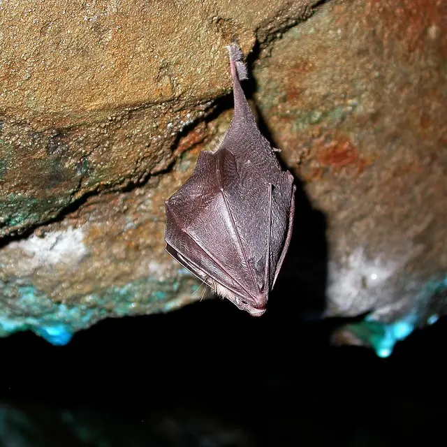 HALLOWEEN à travers la nature_Saint-Étienne-de-Tinée
