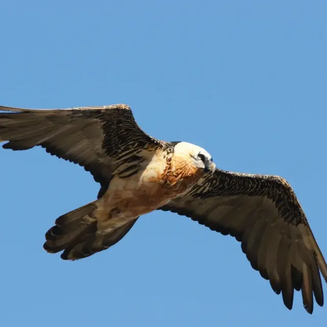 Animation Champions, les rapaces !_Passy