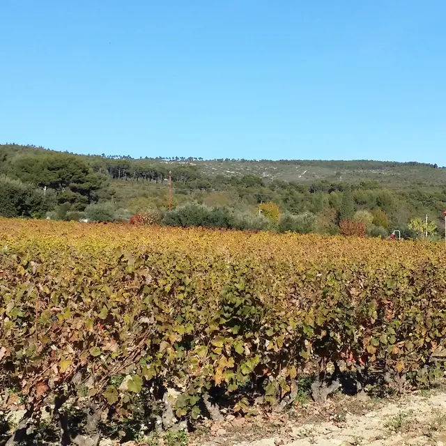 Le clos de la Pinède