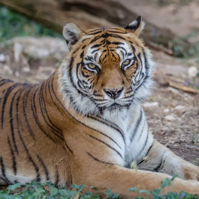 Parc animalier du Mont Faron et Téléphérique