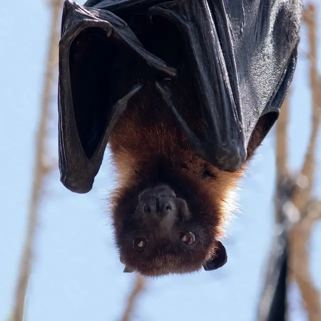 Nuit de la chauve-souris_Ceyzérieu