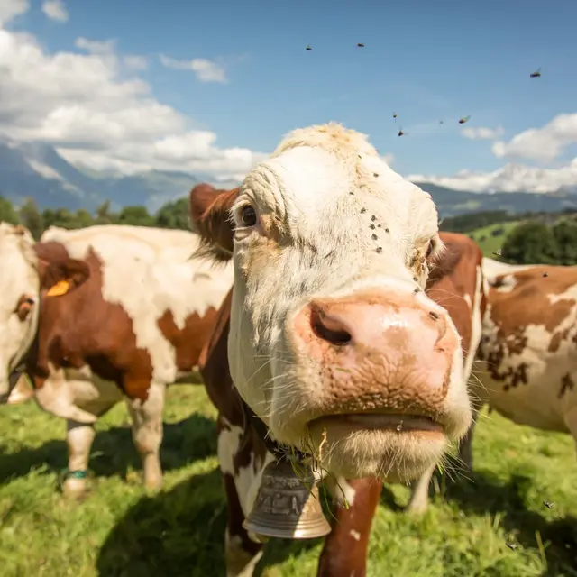 Vaches - Ferme Les Montagnards