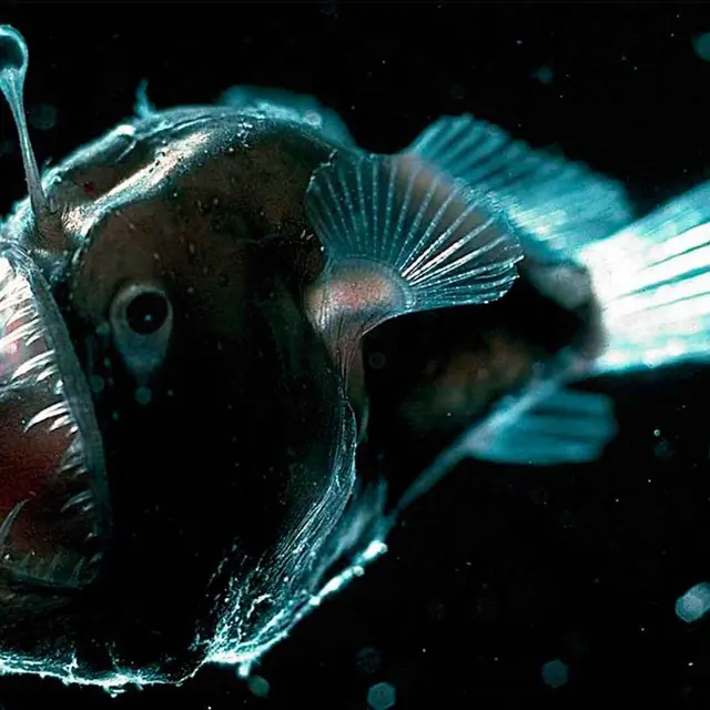 Lumière dans les abysses : la bioluminescence - L'Homme et la Mer_Nice
