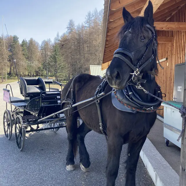 Balade en calèche