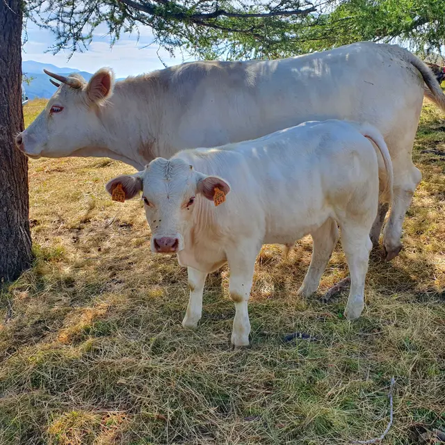 Gaec Le Charolais du Verdon