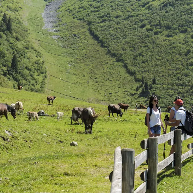 Atelier Découverte de l'alpage_Morzine