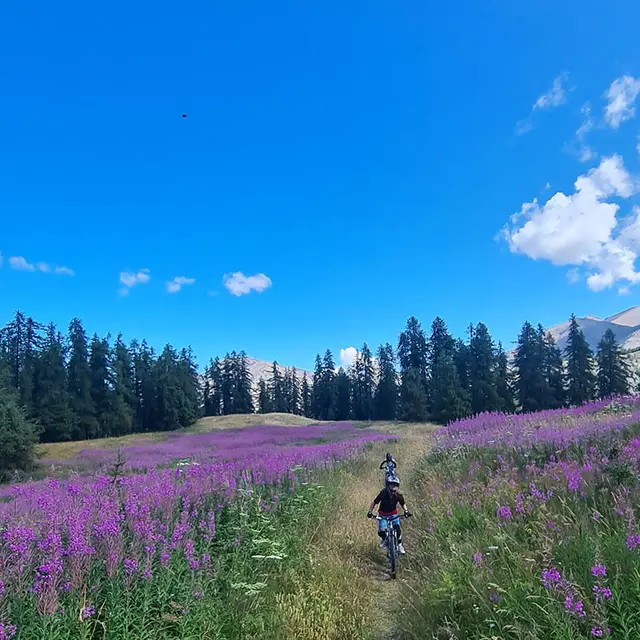 Vue de l'itinéraire de VTT AE, deux pratiquants au milieu d'un champ de fleurs violettes entouré par des conifères, montagnes et ciel bleu en arrière-plan