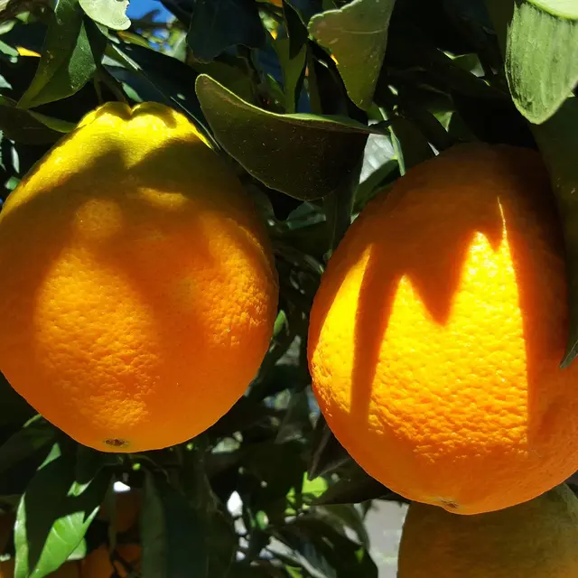 Dégustation annuelle de vins d’oranges au Cercle du Littoral_Ramatuelle