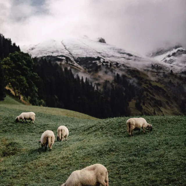 Table Ronde - La cohabitation avec les loups - Festival du Film Nature_Saint-Gervais-les-Bains