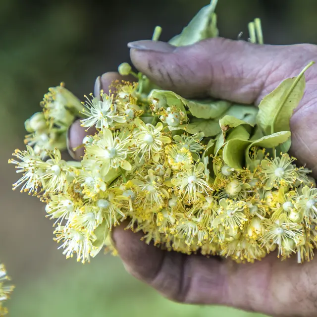 Fête du Tilleul – 3e édition_Valdoule