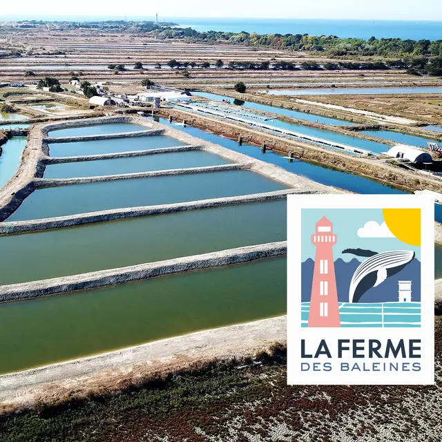 Les marais de la Ferme des Baleines