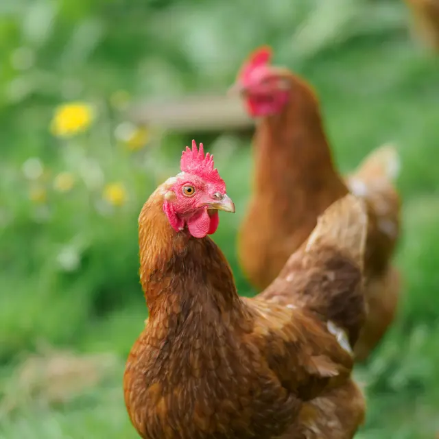 Visite découverte de la ferme Mas Ribelly_Entraigues-sur-la-Sorgue