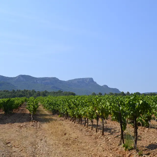 #RDVduParc • Randonnée chemin de l'Aubanède_Pourrières