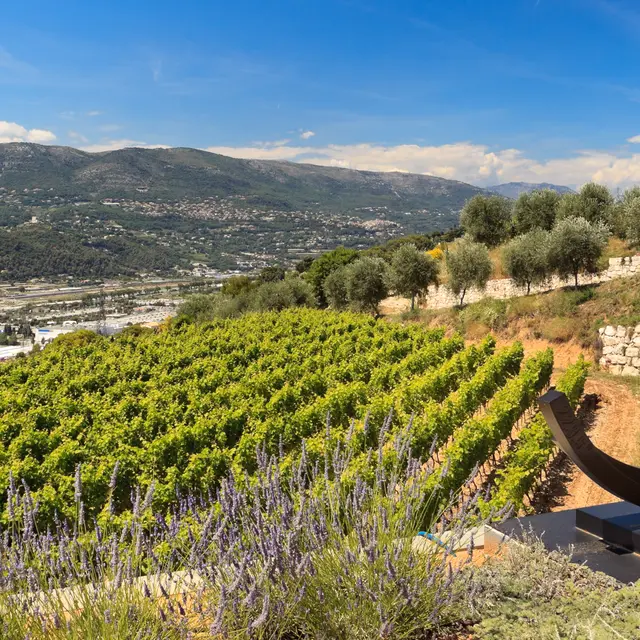 DOMAINE DE TOASC 2 - routedesvinsdeprovence.com - CREDIT PHOTO HERVE FABRE.jpg