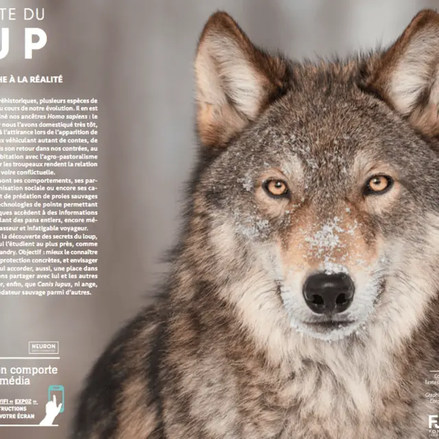 Exposition Sur la piste du loup_Chabottes