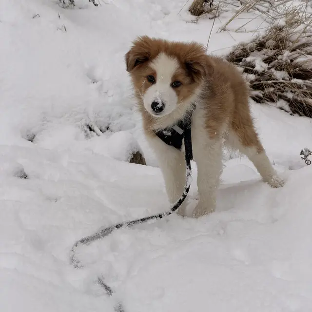 Balade canine_Thollon-les-Mémises