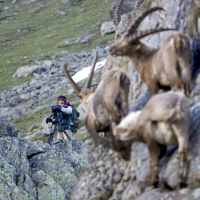 Masterclass Cinéaste animalier de montagne